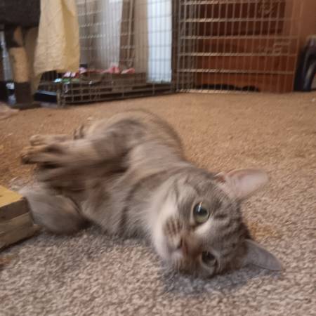 Tabby double paw cat (Orange)64303985023745120