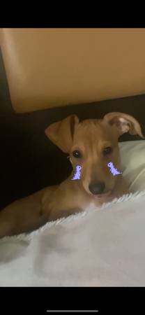 Rehoming chiweenie (Vancouver)63895727121026122