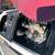 1996 SeaDoo XP and 1999 SeaDoo GTX with trailer ( jet ski) 13 thumbnail