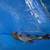 flagtail fish 4 thumbnail