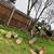 TREE REMOVAL -  HAULING 13 thumbnail