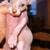 Sphynx kitten 6 thumbnail