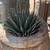 Unusual agaves 5 thumbnail