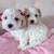 Puppies 4 thumbnail