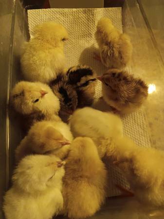 Straight run 3 week old chicks 1