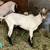 3 Alpine Bucklings, Dairy Milk Goats Billies Bucks, Buck Billy Goat 1 thumbnail