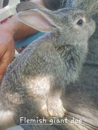 Flemish giant bunny rabbit babies & adult doe 1