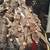 Florida Driftwood Table Lamp 4 thumbnail