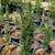 Italian Cypress 5 thumbnail
