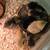 Buff Brahma Chicks 6 thumbnail