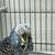 English Budgie 5 thumbnail
