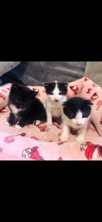 3 gatitos disponibles para reubicación (Brooklyn)