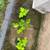 Italian Fig Trees 1 thumbnail