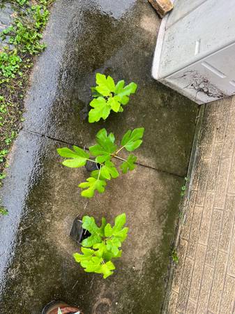 Italian Fig Trees 1