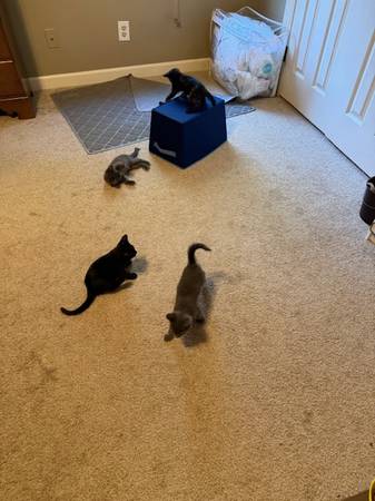 8 Week Kittens - ready for new home (Winterville)63897334680322121