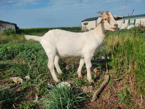 Boer Cross Wether 1