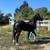 Horse 3 thumbnail