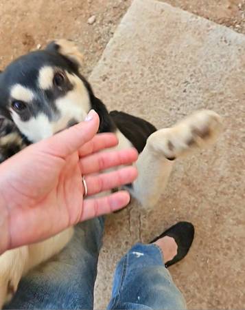? Sweet Mini Husky Heeler Puppy Needs Furever Home ? (Queen Creek)64300240066690123