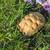 Albino Sulcata  tortoises 1 thumbnail