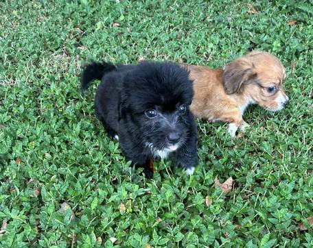 Mini poodle mix puppies 1