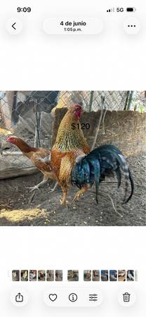 Beautiful rooster 1