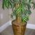 Large 5' Artificial Silk Bamboo Floor Plant Houseplant in Basket 3 thumbnail