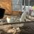 Gamefowl gallos pullets 2 thumbnail