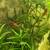 Red Cherry Shrimps +platys +guppies +minnows+snails +g.grass 3 thumbnail