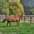 Thoroughbred mare 2 thumbnail