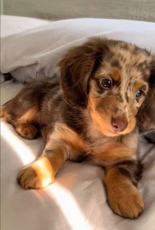 Dachshund Gorgeous-Puppy 1