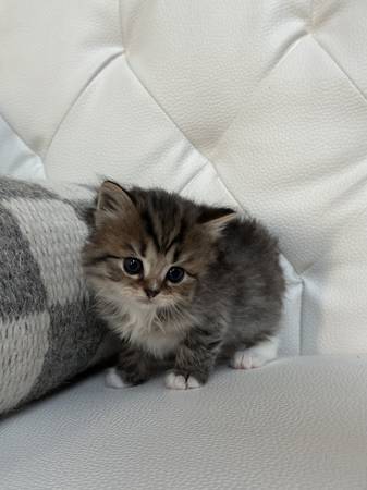Rehoming for Scottishfold/ tabby kitten63853464707715121