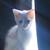 Three loving kittens 7 thumbnail