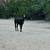 Two male llamas 2 thumbnail