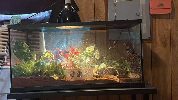 REHOGAR REPTILES63372789984387123