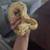 Ball Python- pastel -female & pastel banana -male 1 thumbnail
