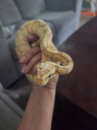 Ball Python- pastel -female & pastel banana -male 1
