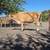 Jersey Cow 20 thumbnail