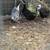 Ducks 1 thumbnail