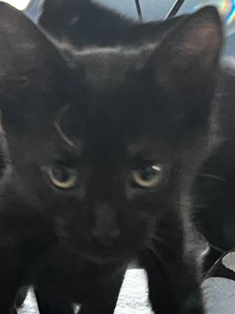 Kittens to new home.