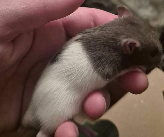 Rats and mice (Beatrice)63857444968835121