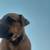 Puppies (German Shepard Mix) 17 thumbnail