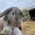 Bunny 4 thumbnail