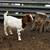 Boer doeling 2 thumbnail
