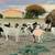 Boer Goat commercial herd 7 thumbnail