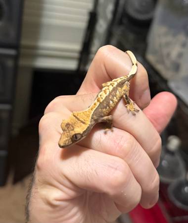 Crested geckos (Killeen)63839343916801123