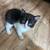 Kitten 1 thumbnail