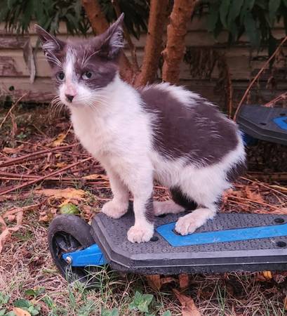 Free kitten for adoption , gatita en adopción (Houston)63859314147841121