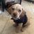 Cocker spaniel mix with dachshund 1 thumbnail