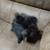 Ckc triple coat pomeranian pups 5 thumbnail
