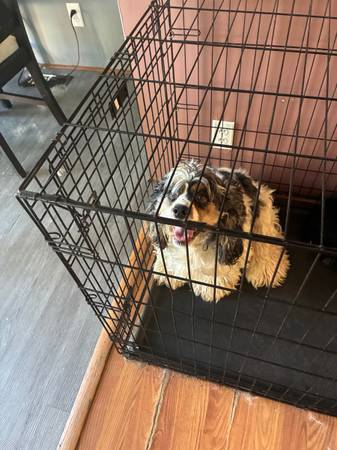 Free dogs 1